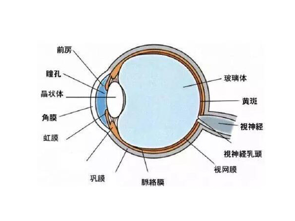 眼前蚊子飛的多 小心視網膜脫落前兆